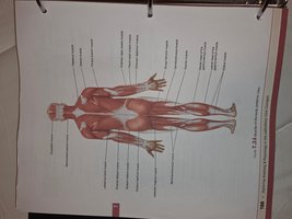 Anterior view of major muscles