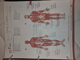 Muscle attachment to bone and microscopic structure