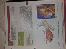 Microscopic structure of skeletal muscle