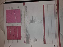 Histological images of skeletal and cardiac muscle