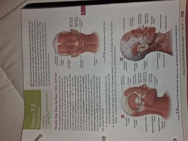 Muscles of the head and neck