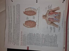 Muscles of the thorax and abdomen