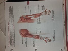 Muscles of the upper limb