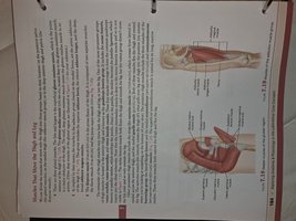 Muscles of the thigh and leg