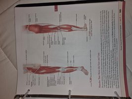 Muscles of the lower limb