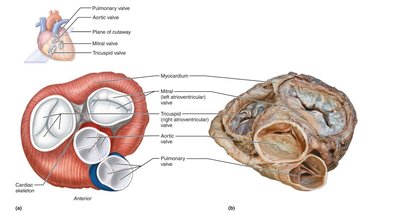 Superior view of the heart showing open and closed valves