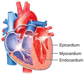 Diagram of the heart wall showing epicardium, myocardium, and endocardium