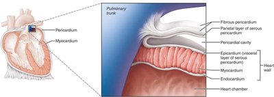 Diagram showing the pericardium and its layers