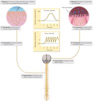 Sensory transduction, transmission, and interpretation pathway