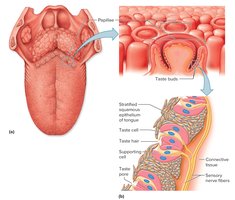 Taste receptors and taste buds