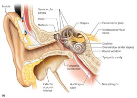 Major parts of the ear