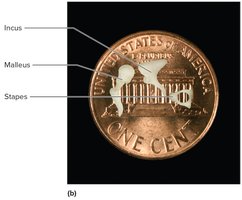 Size of auditory ossicles compared to a penny