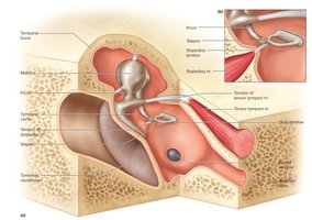 Tympanic reflex in the middle ear