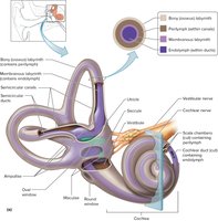 Structure of the inner ear