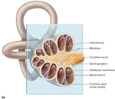 Sectional view of cochlea