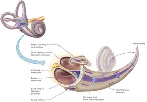 Cochlear structure and windows of the inner ear