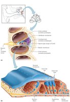 Cochlea and spiral organ