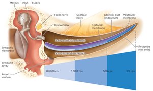 Straightened out view of the cochlea