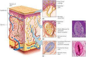Touch and pressure receptors in skin
