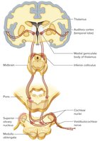 Auditory nerve pathway