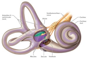 Saccule and utricle for static equilibrium