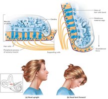 Macula response to head position