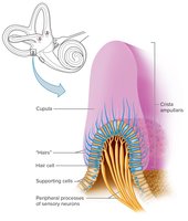 Crista ampullaris response to head rotation