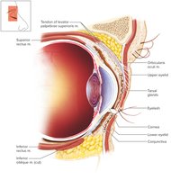 Sagittal section of closed eyelids