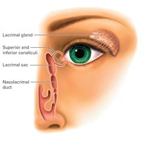 Lacrimal apparatus