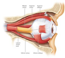 Extrinsic eye muscles