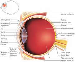 Transverse section of the eye