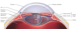 Anterior portion of the eye