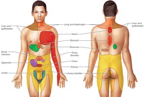 Referred pain regions in the human body
