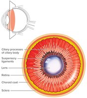 Lens and ciliary body (posterior view)