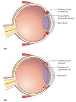 Accommodation of the lens