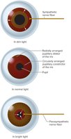 Iris structure and function