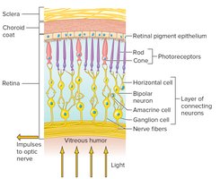 Cell layers of retina