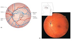 Central part of retina