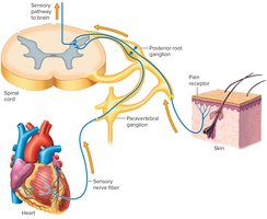 Nervous system connection in referred pain from the heart