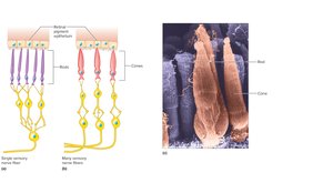 Rods and cones micrograph