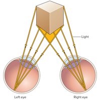 Stereoscopic vision diagram