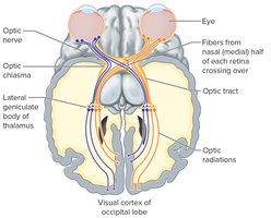 Visual pathways in the brain