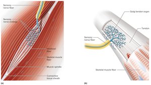 Muscle spindle and Golgi tendon organ