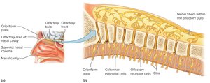 Olfactory receptors and nasal cavity