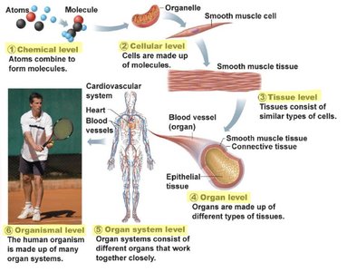 Hierarchy of structural organization in the human body