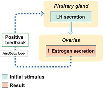 Positive feedback loop for LH and estrogen secretion