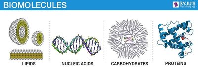 Types of biomolecules: lipids, nucleic acids, carbohydrates, proteins