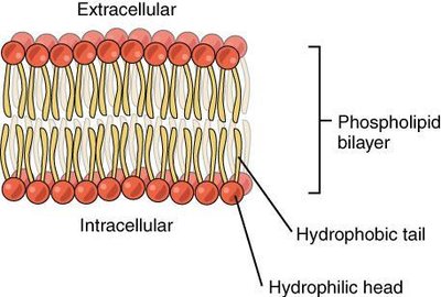 Phospholipid bilayer structure