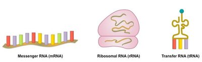 Types of RNA: mRNA, rRNA, tRNA