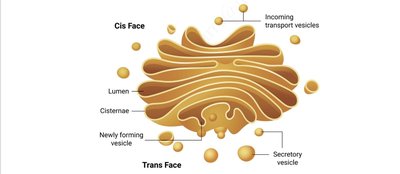 Golgi apparatus structure and function
